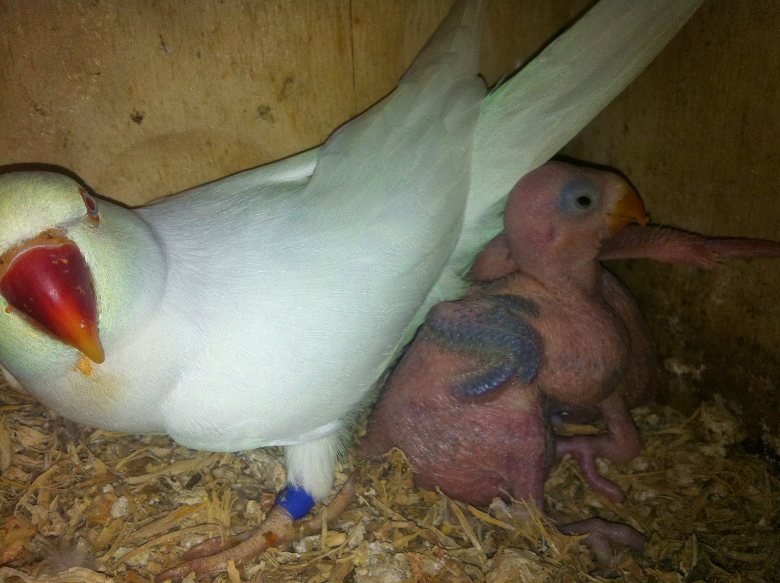 Parrot Breeding: Chick Progress - Indian Ringnecked Parrot